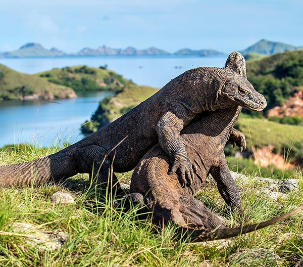 Komodo Tour