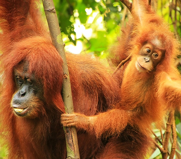 Orangutan Tour