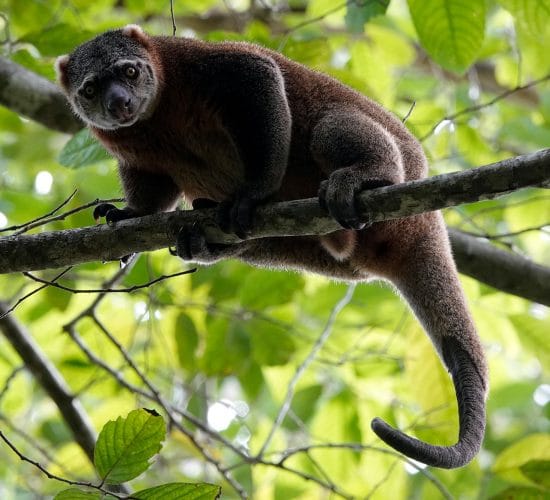 Tangkoko Cuscus Bear