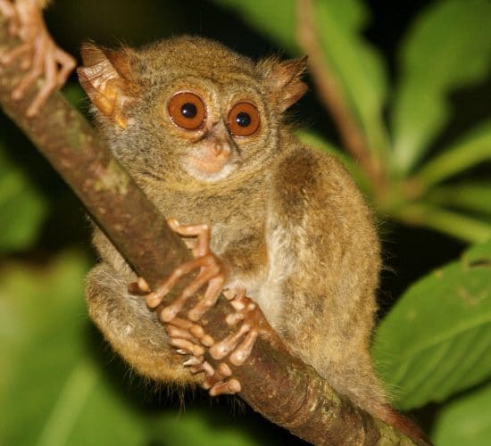 Tangkoko Tour