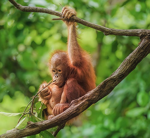 Orangutan Tours